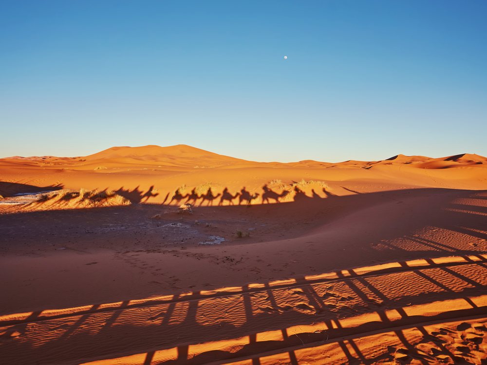 Camel caravan over the Merzouga dunes at sunset